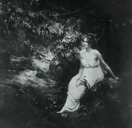 Wattle côtier, Acacia longifolia